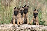 MALINOIS 252